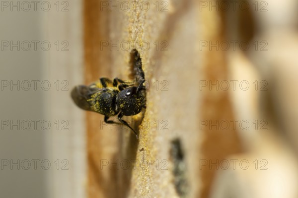Orange vented mason bee (Osmia leaiana) adult insect at a bee hotel box in summer, England, United