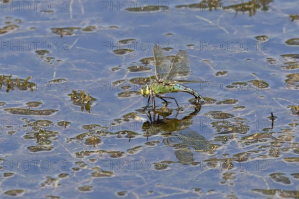 Emperor dragonfly (Anax imperator) adult female insect egg laying or ovipositioning on the water