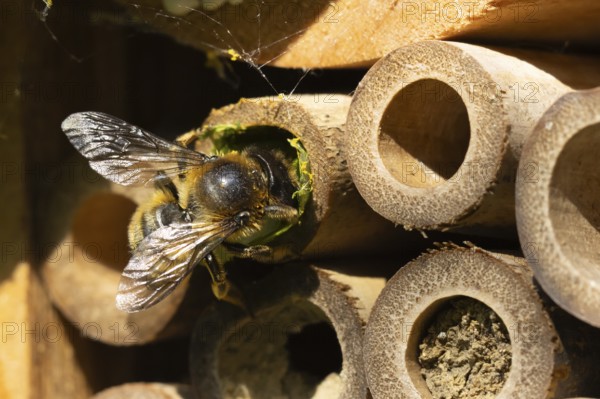 Leaf cutter bee (Megachile centuncularis) adult insect returning to a bee hotel box with leaves in