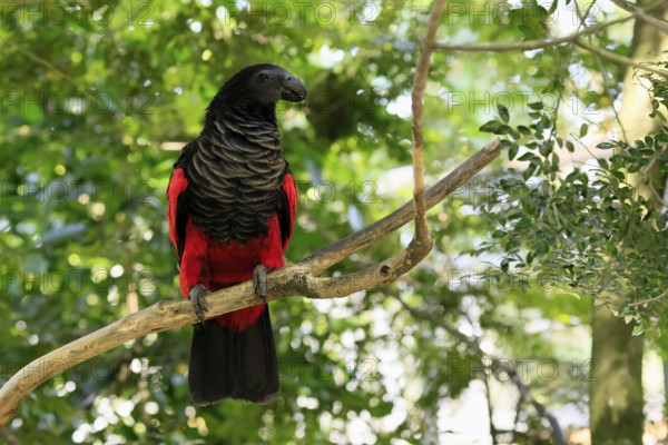 Bristle-headed Parrot (Psittrichas fulgidus), adult, on tree, spreading, wings, New Guinea,
