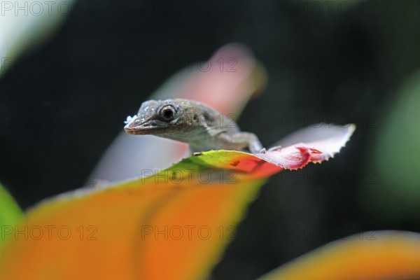 Graham's Anolis (Anolis grahami), Jamaican turquoise anole, adult, on leaf, Jamaica, Caribbean,