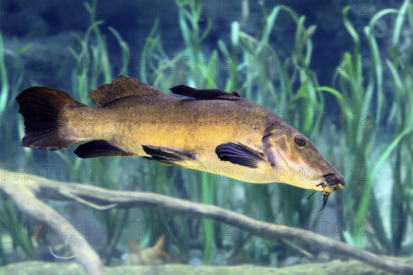 Eye-spotted catfish (Auchenoglanis occidentalis), adult, swimming, in water, Africa, captive,