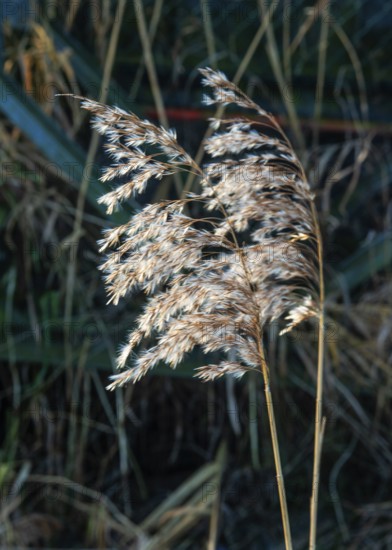 Seedhead of common reed (Phragmites communis) at a creek in winter in Ystad municipality, Skåne