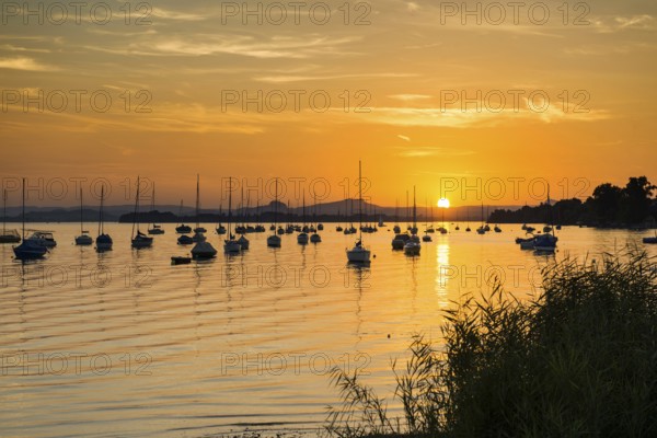 Sailboats, sunset, Allensbach, Untersee, Lake Constance, Baden-Württemberg, Germany