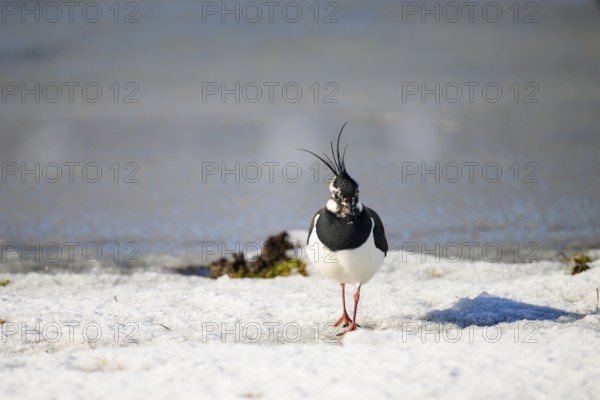 Lapwing (Vanellus vanellus) on snow-covered ground in wintry surroundings, Dümmer nature park Park,