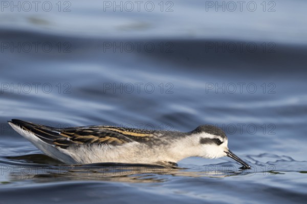 A freshly moulted Odin's chicken (Phalaropus lobatus) swims in the water and chases hatching