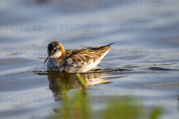 An Odin's chicken (Phalaropus lobatus) swimming in the water, in a quiet natural environment,
