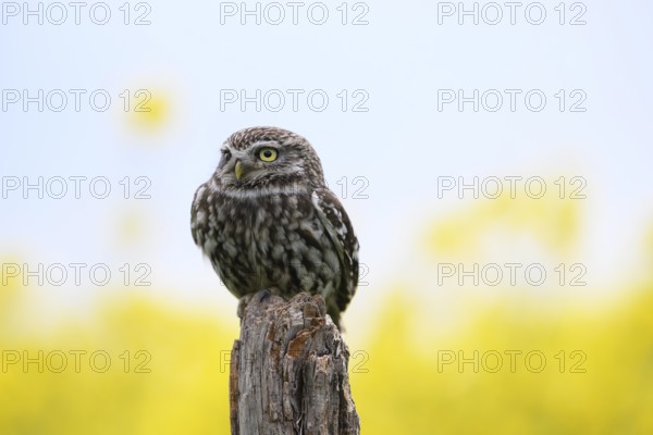 Little owl (Athene noctua) sitting upright and focussed on a branch in front of a light background
