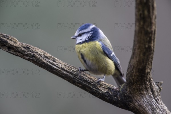 Blue tit (Parus caerulea), Emsland, Lower Saxony, Germany