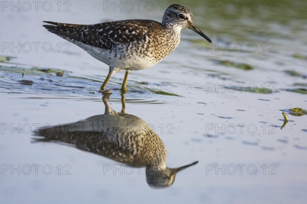 Spotted Redshank (Tringa erythropus) Hungary
