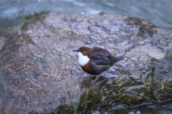 A dipper (Cinclus cinclus) sits relaxed on a rock at the edge of a river, surrounded by calm water,