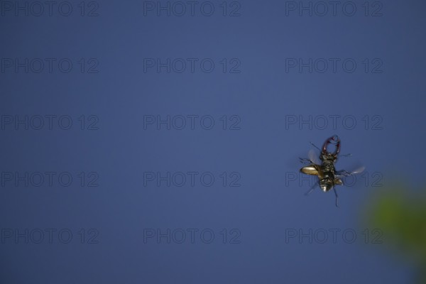 Close-up of a flying stag beetle (Lucanus cervus) with recognisable wings in front of a blue sky,