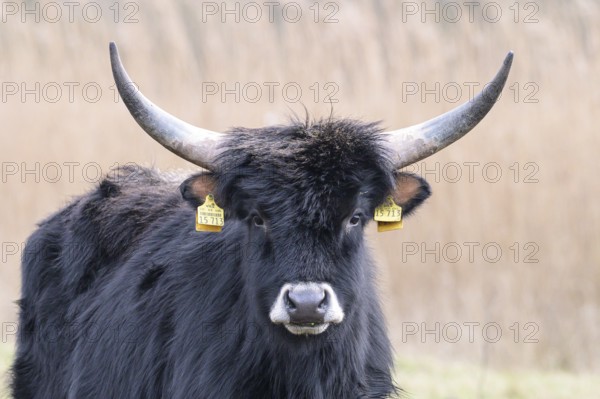 Heck cow of rebred aurochs with large horns standing on a pasture, distinctive ear tags, damme,
