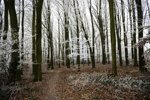 Snow-covered beech forest (Fagus sylvatica) on the Hermannsweg, Terra Vita nature park Park, Dissen