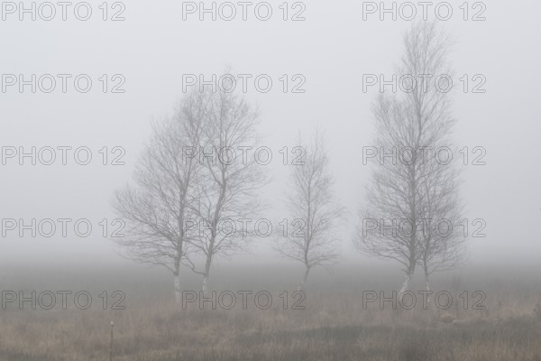 Birches (Betula pendula) in the fog in the moor, Emsland, Lower Saxony, Germany
