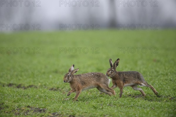 Two brown hares (Lepus europaeus) run across a green meadow. A male hare drives a female hare. The