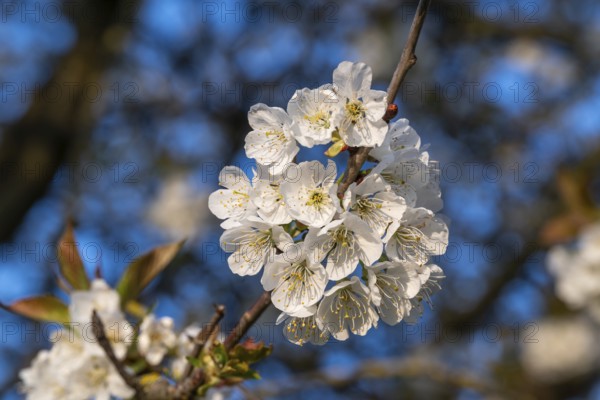 Close-up of the branches of a cherry tree (Prunus avium) with white blossoms during fruit tree