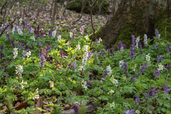 Cluster of Hollow larkspur (Corydalis cava) with white and purple flowers in atmospheric light in a