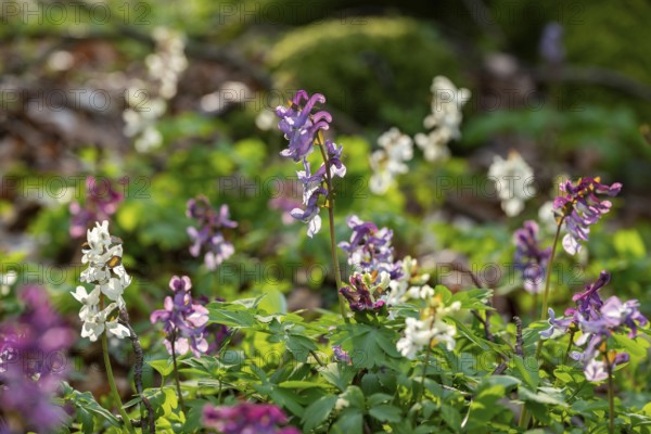 Hollow larkspur (Corydalis cava) with white and purple flowers in atmospheric light in a forest in