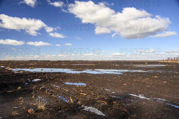 Peated hoochmoor black peat in cloudy skies with earthy colors and natural texture, Diepholzer