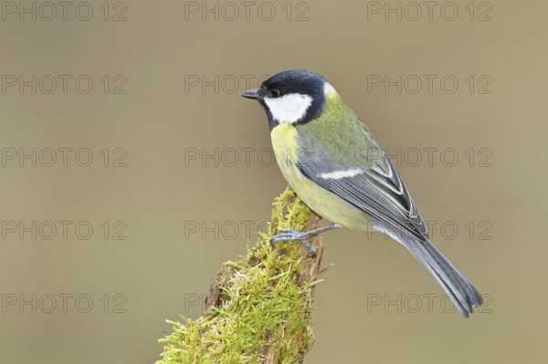 Great tit (Parus major), sitting on a moss-covered tree root, Wilnsdorf, North Rhine-Westphalia,