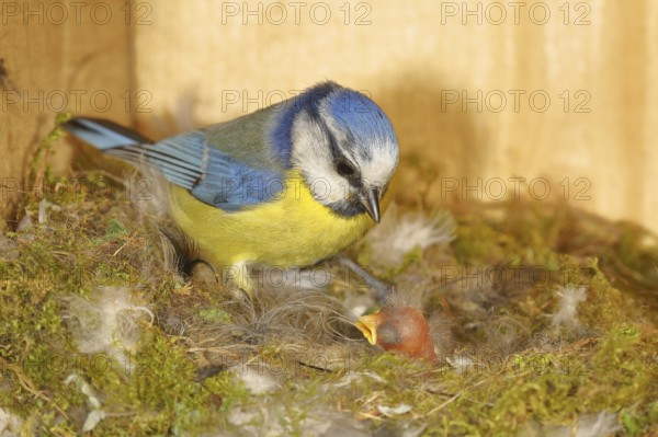 Blue tit (Cyanistes caeruleus) feeding the young in the nest, Wilnsdorf, North Rhine-Westphalia,