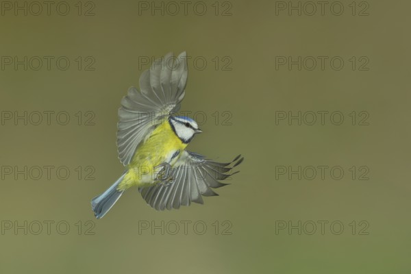 Blue tit (Parus caeruleus) in flight, flight photo, high speed flight photo Wilnsdorf, North