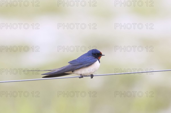 Barn Swallow (Hirundo rustica) sitting on a pasture fence, wildlife, animals, birds, swallows,
