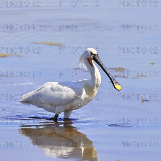 Spoonbill (Platalea leucorodia), adult bird striding through shallow water, adult bird in