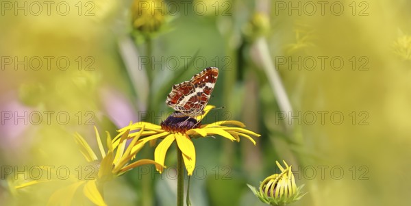 Land carder (Araschnia levana), summer generation, closed wings, underside of wings, on a flower of