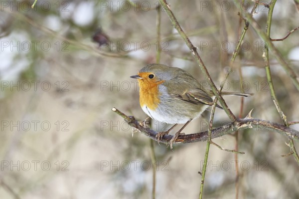 Robin (Erithacus rubecula), on a twig in the branches of a dog rose (Rosa canina), Wilnsdorf, North