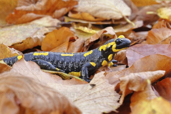 Fire salamander (Salamandra salamandra), in a beech forest on autumn leaves, autumn, Wilnsdorf,