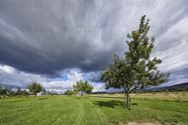 Cultivated apple (Malus domestica), Kohlenbacher apple, fruit, fruit tree, newly planted meadow