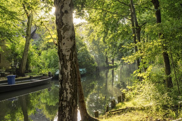 Canal or Spreewaldfließ in the Spreewald near Spreewalddorf Lehde, Lübbenau/Spreewald, Brandenburg,