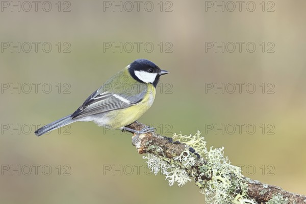 Great Tit (Parus major), sitting on a branch overgrown with moss and lichen, Wildlife, Animals,