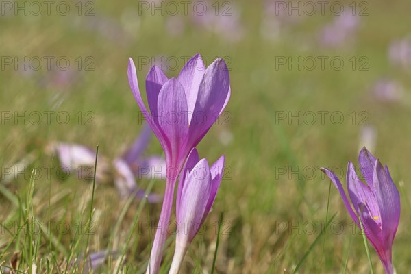 Autumn crocus (Colchicum autumnale), half-opened flowers in a meadow, endangered, protected