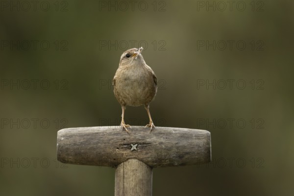 Eurasian wren (Troglodytes troglodytes) adult garden bird on a fork handle with nest material in