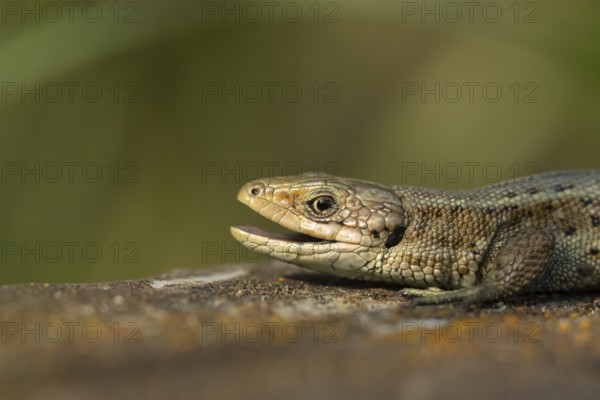 Common lizard (Zootoca vivipara) adult reptile yawning with its mouth open on a wooden sleeper in