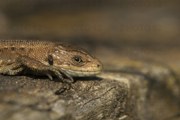Common lizard (Zootoca vivipara) adult reptile basking on a wooden sleeper in summer, England,