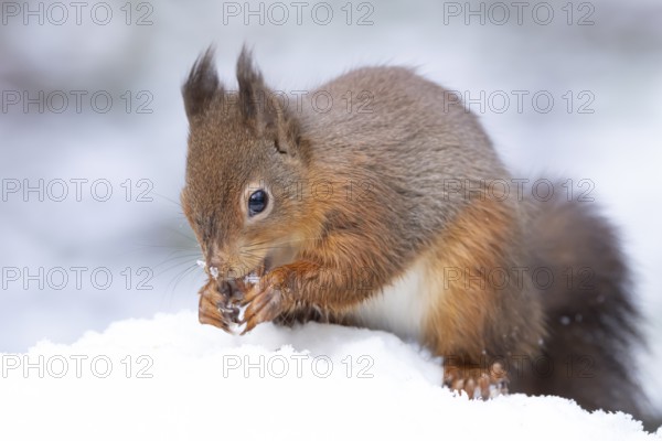 Red squirrel (Sciurus vulgaris) adult animal eating a nut in snow in winter, England, United