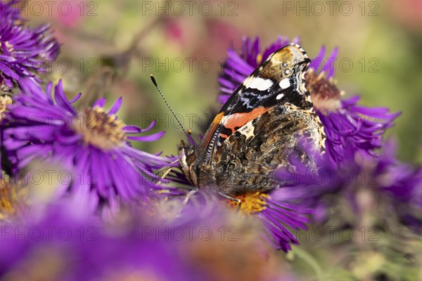 Red admiral butterfly (Vanessa atalanta) adult insect feeding on a garden purple Aster flower in
