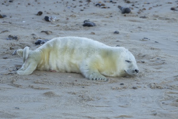 Atlantic grey seal (Halichoerus grypus) juvenile baby pup animal sleeping on a seaside beach in