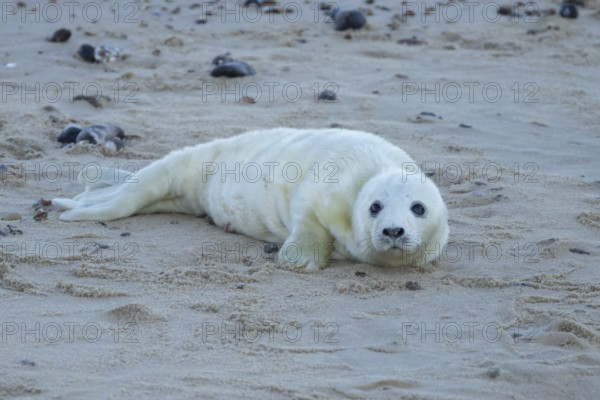 Atlantic grey seal (Halichoerus grypus) juvenile baby pup animal on a seaside beach in winter,