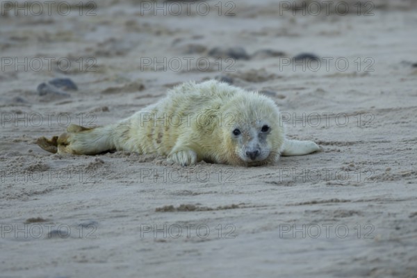 Atlantic grey seal (Halichoerus grypus) juvenile baby pup animal on a beach in winter, England,