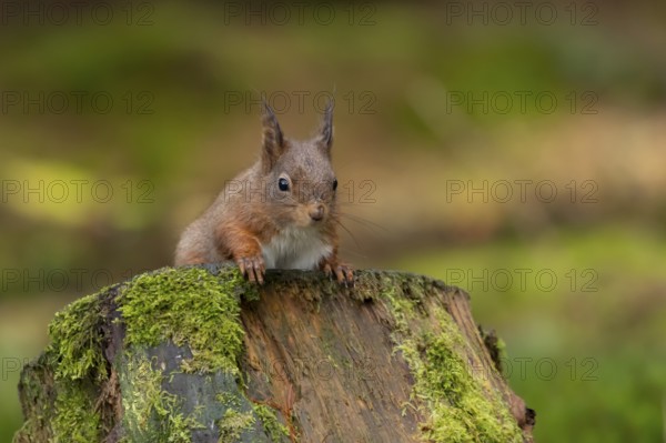 Red squirrel (Sciurus vulgaris) adult animal on moss covered tree stump in a woodland, England,