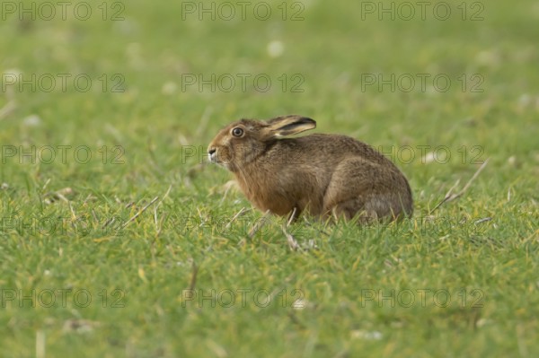 European brown hare (Lepus europaeus) adult animal in a farmland cereal field in springtime,