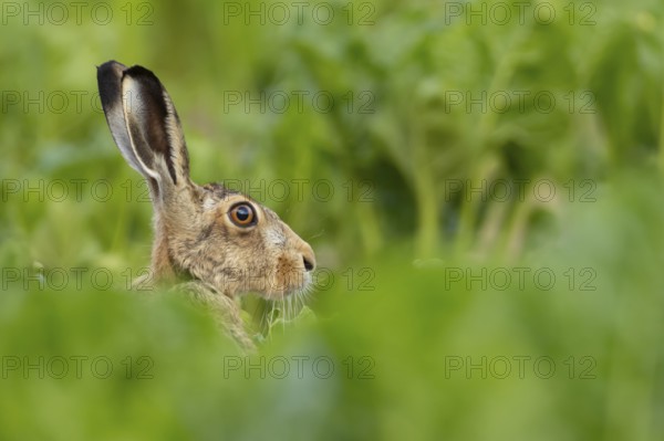 European brown hare (Lepus europaeus) adult animal in a sugar beet crop farmland field in summer,