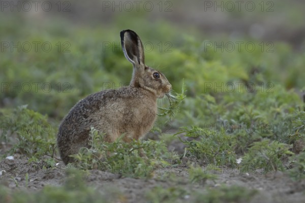European brown hare (Lepus europaeus) adult animal eating a plant in a farmland field in summer,