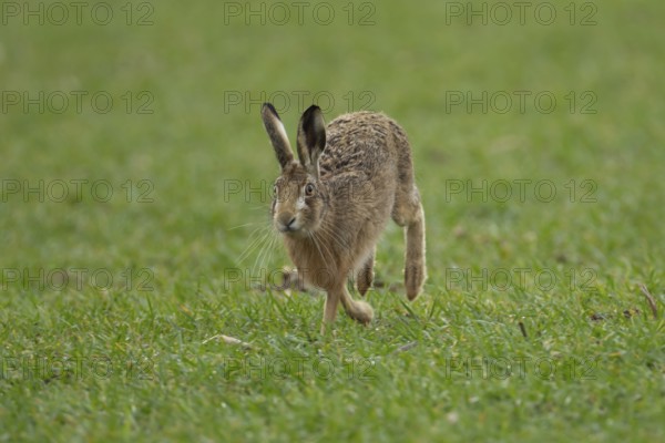 European brown hare (Lepus europaeus) adult animal running in a farmland cereal field in