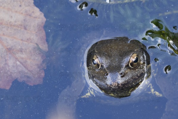 Common frog (Rana temporaria) adult amphibian on the water surface of a pond, England, United